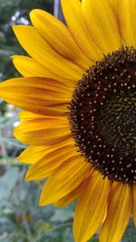 Macro shot of sunflower