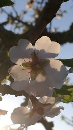 Close-up of flower blooming on tree