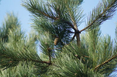 Low angle view of tree against sky