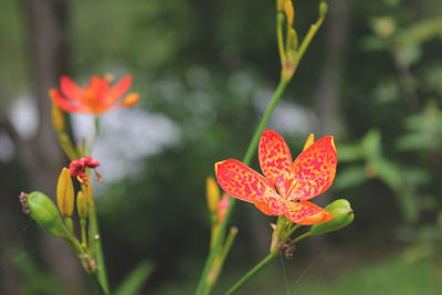Close-up of red flowering plant