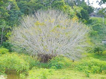 Plants growing on field