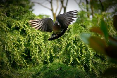 Bird flying in a forest