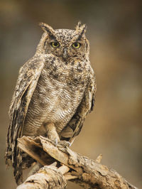 Close-up of owl perching on branch