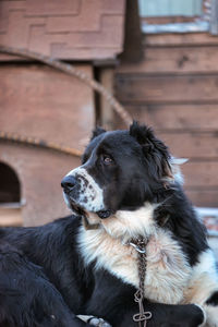 Close-up of a dog looking away