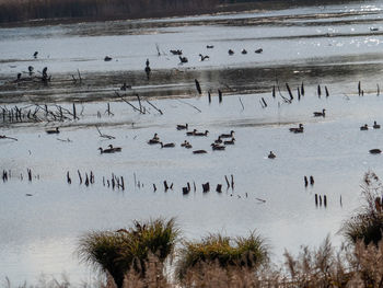 High angle view of birds in lake during winter