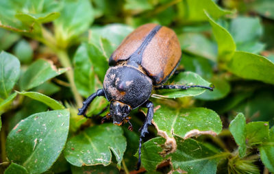 Close-up of insect on leaves