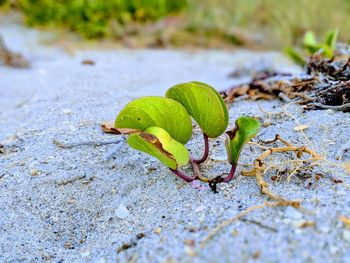 Close-up of lizard on leaf