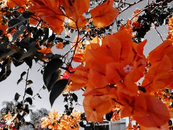 Low angle view of orange leaves on tree