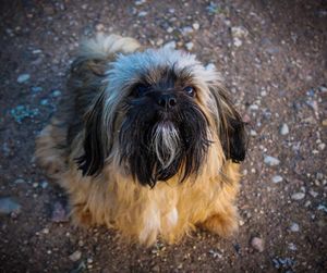 High angle portrait of small dog