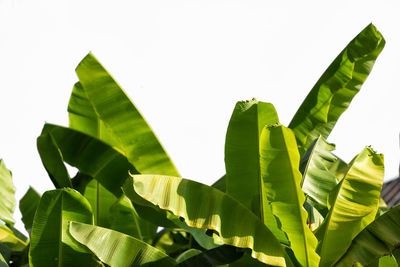 Low angle view of green leaves against sky