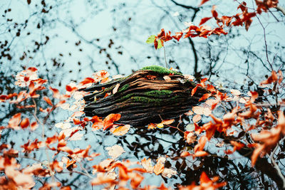 Close-up of orange leaves on tree