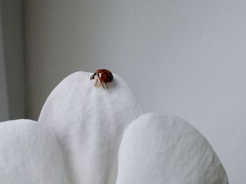 Close-up of ladybug on white flower