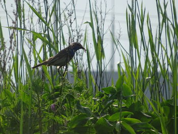 Bird perching on a field