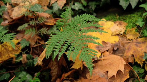 Green fern leaves, natural floral fern in forest. natural thickets, floral abstract background. 