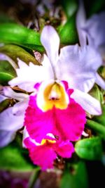 Close-up of purple flower
