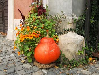 Flowers growing on footpath by stone wall