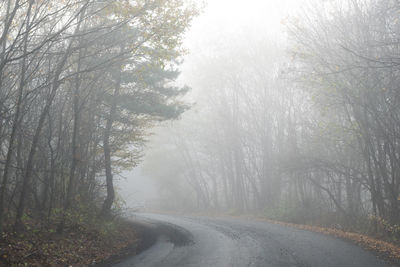 Road amidst trees in forest