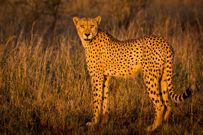 Portrait of cheetah standing on field