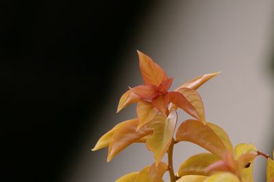 Close-up of yellow flowers