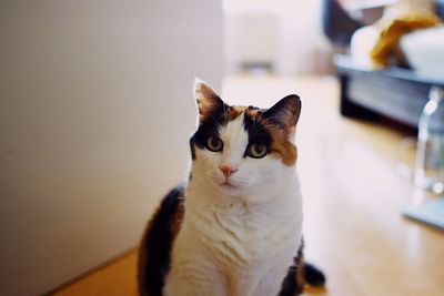 Close-up portrait of a cat