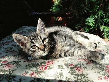 Close-up portrait of cat