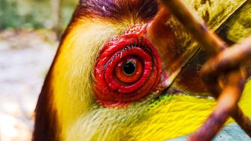 Close-up of a bird