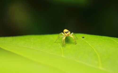 Close-up of spider on leaf