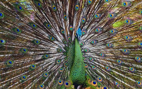 Full frame shot of peacock feathers