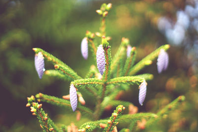 Close-up of fresh green plant