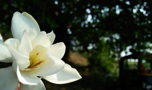 Close-up of white flower blooming outdoors