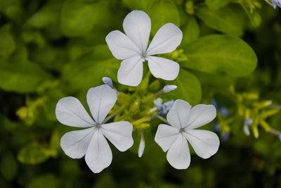 Close-up of white flowering plant