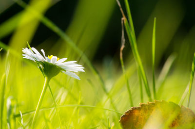 Close-up of white flowers