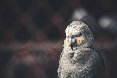 Close-up of a bird