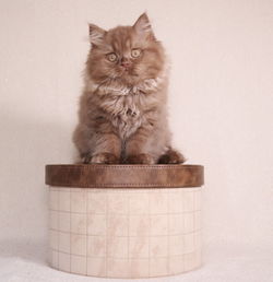 Portrait of cat sitting on floor