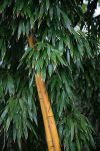 Low angle view of fruit growing on tree