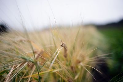 Close-up of insect on wheat field