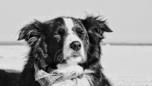 Close-up portrait of dog on beach against sky