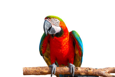 Close-up of parrot perching on wood against white background