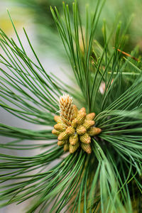 Close-up of green plant