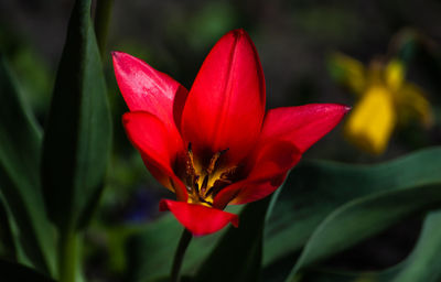 Close-up of red flower blooming outdoors