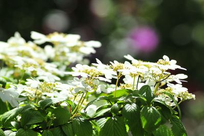 Close-up of white flowers