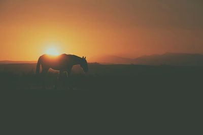 Silhouette horse on field against sky during sunset