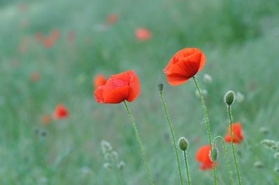 Close-up of red poppy flower on field