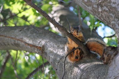 Low angle view of squirrel sitting on tree