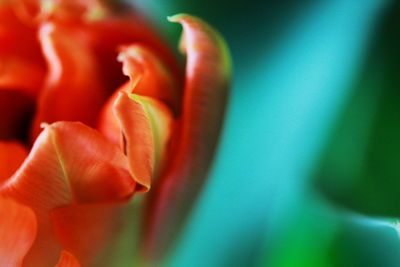 Macro shot of fresh flower