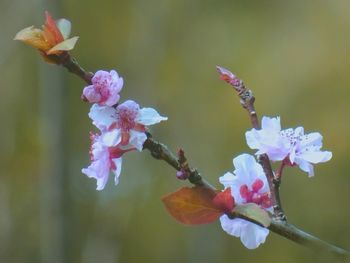 Close-up of pink cherry blossoms