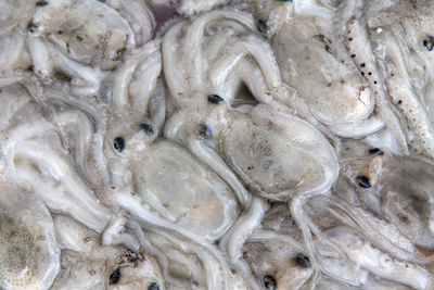Close-up of small octopus for sale