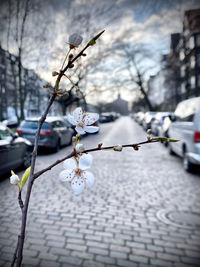 Close-up of cherry blossoms in city