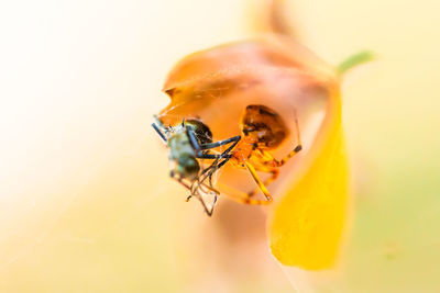 Close-up of bee pollinating on flower