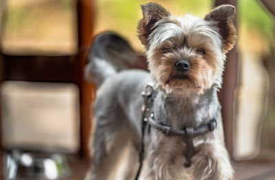 Portrait of dog at home
